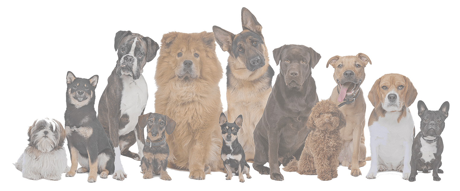 Happy Doggy Treats Images of Cookie Bars and Ball